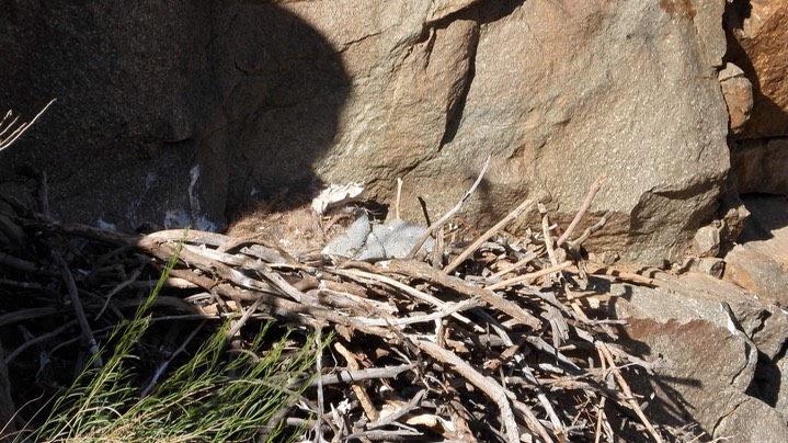 Raven, Common - nest 3 - NM2024