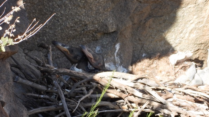 Raven, Common - nest 5 - NM2024