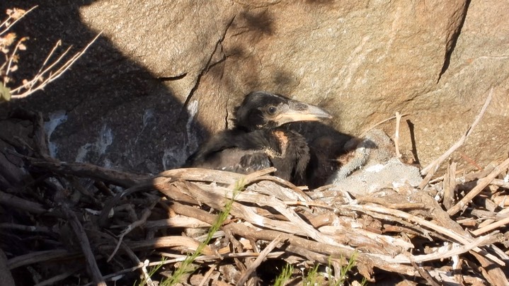 Raven, Common - nest 6- NM2024
