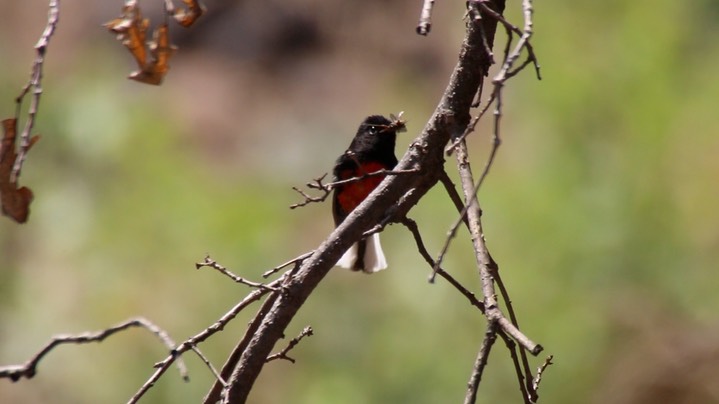 Redstart, Painted 5-14-5