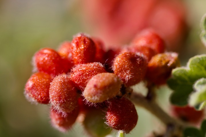 Rhus trilobata, Lemonadeberry6
