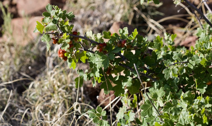 Rhus trilobata, Lemonadeberry3