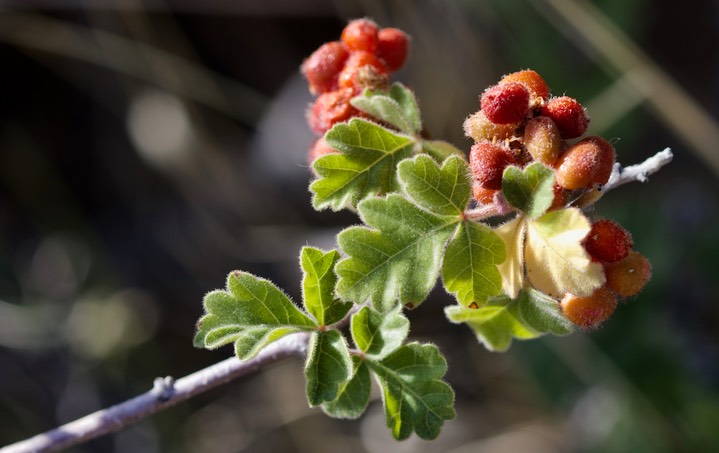 Rhus trilobata, Lemonadeberry2