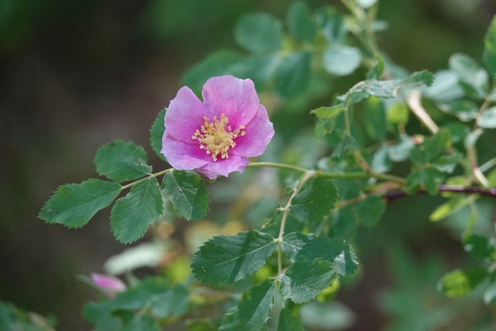 Rosa woodsii Lindley var. woodsii 1a