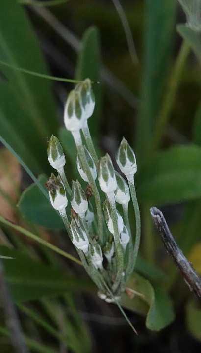 Rusby's Primrose,  Primula rusbyi