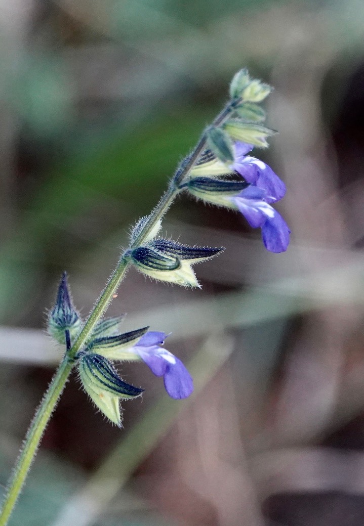 Salvia subincisa, Sharptooth Sage1