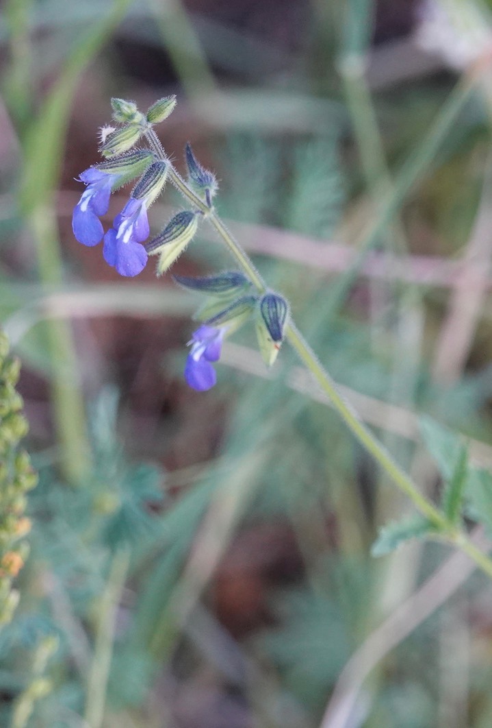 Salvia subincisa, Sharptooth Sage2