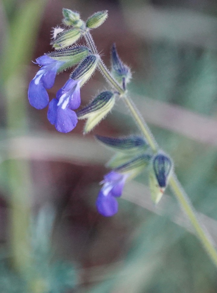 Salvia subincisa, Sharptooth Sage3