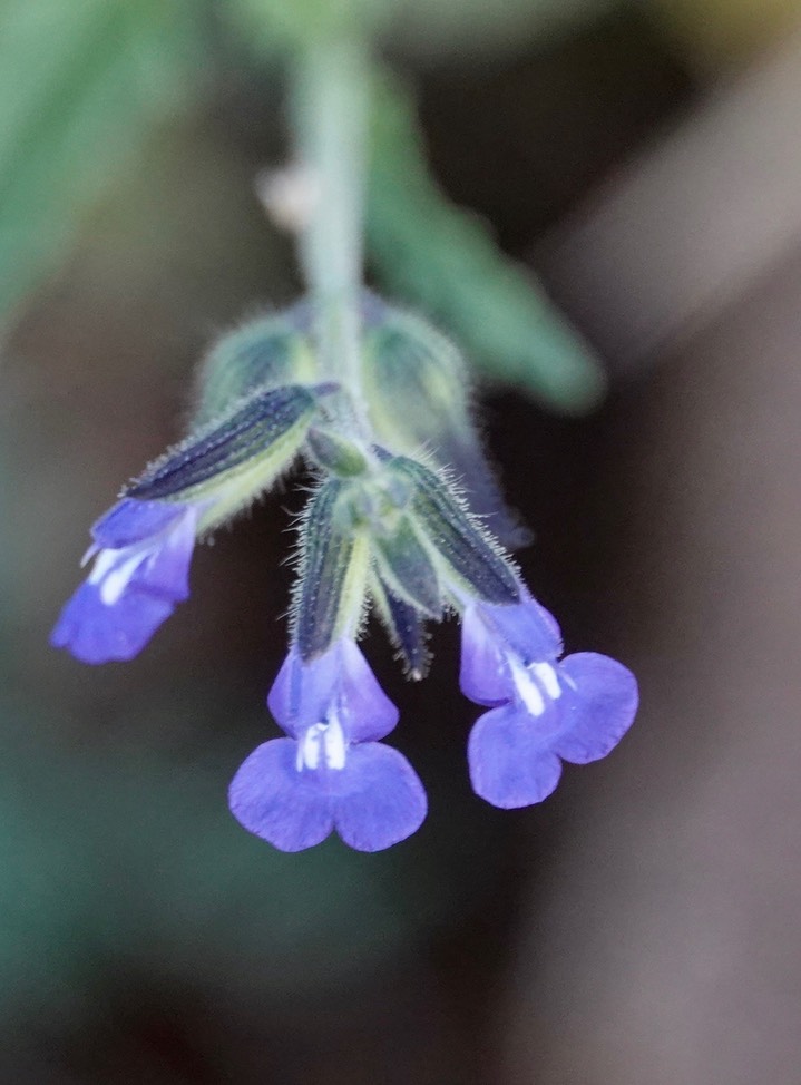 Salvia subincisa, Sharptooth Sage5