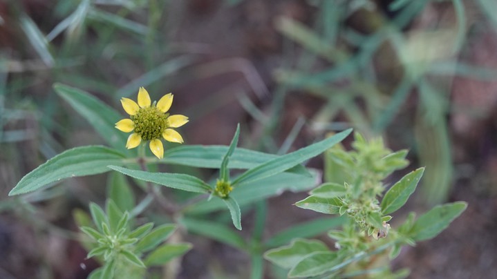 Sanvitalia abertii, Abert's Creeping Zinnia 1