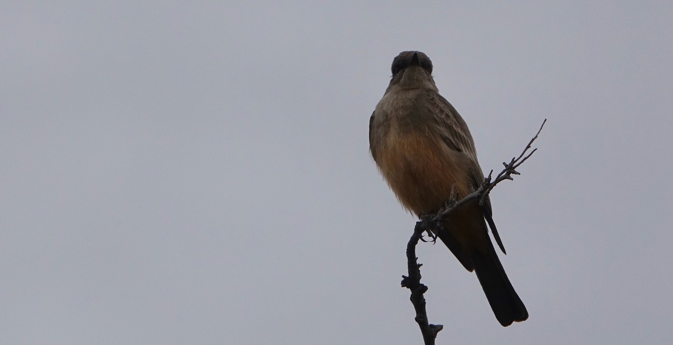 Say's Phoebe, east of Hillsboro2