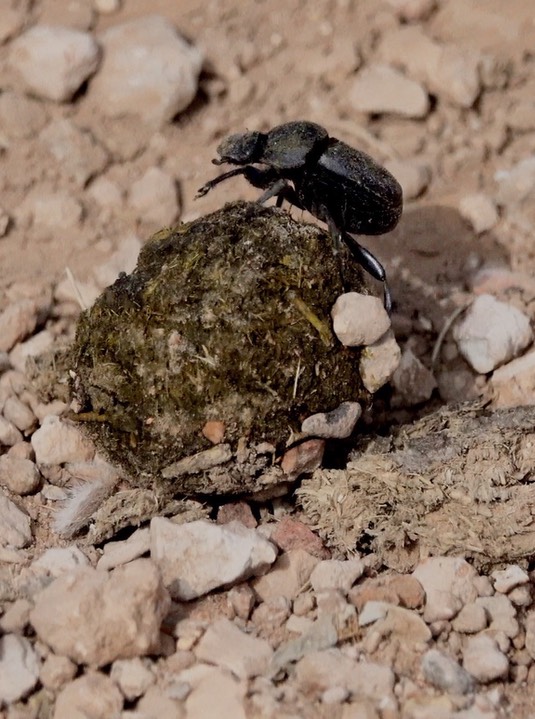 Scarabaeinae (Canthon? - Dung Beetle) 2