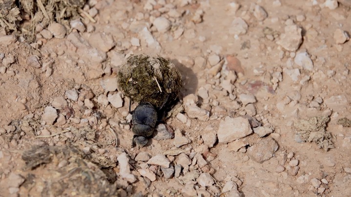 Scarabaeinae (Canthon? Dung Beetle) 1