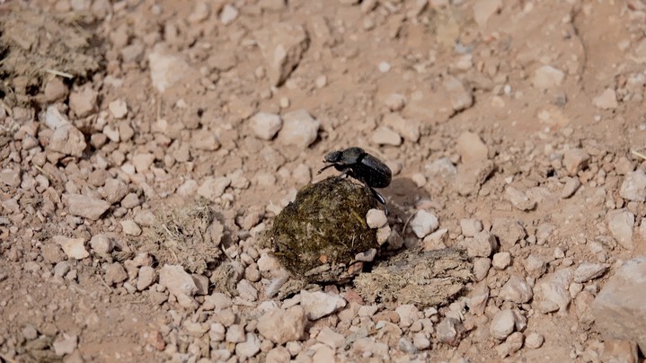 Scarabaeinae (Canthon? Dung Beetle) 2