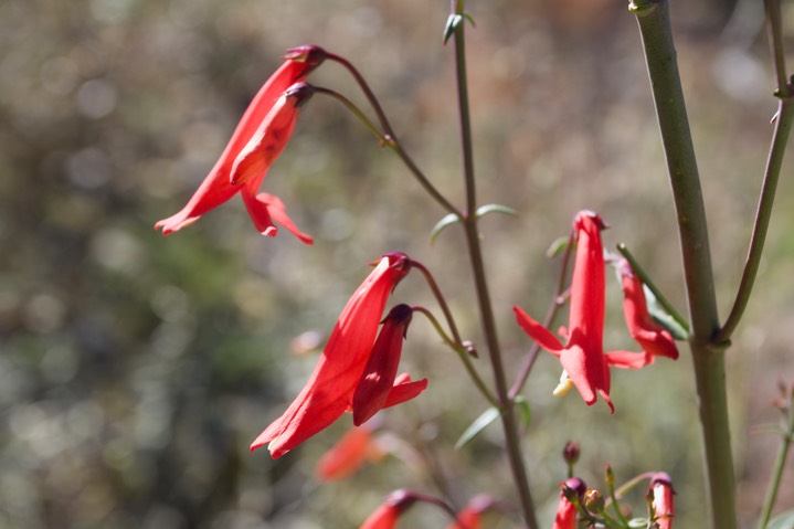Scarlet Penstemon - Penstemon barbatus