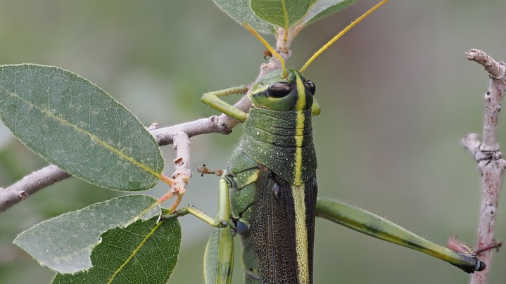 Schistocerca albolineata - White-lined Bird Grasshopper2