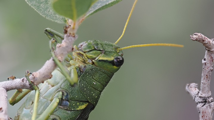 Schistocerca albolineata - White-lined Bird Grasshopper4