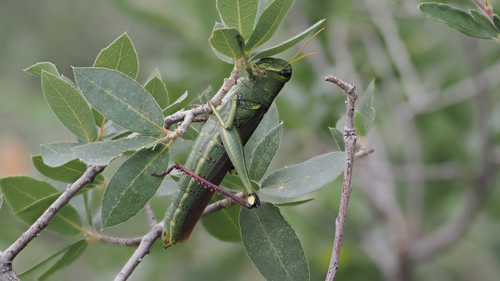 Schistocerca albolineata - White-lined Bird Grasshopper3