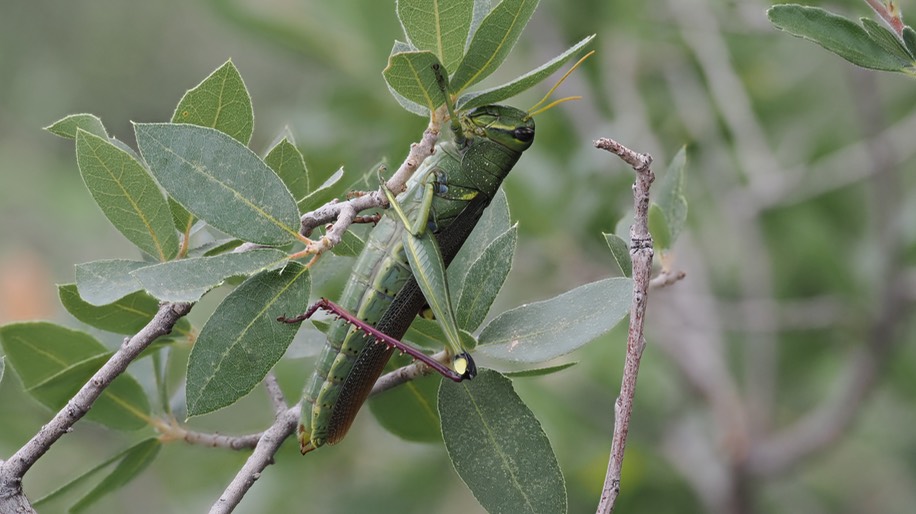Schistocerca albolineata - White-lined Bird Grasshopper3