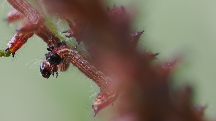 small caterpillar14