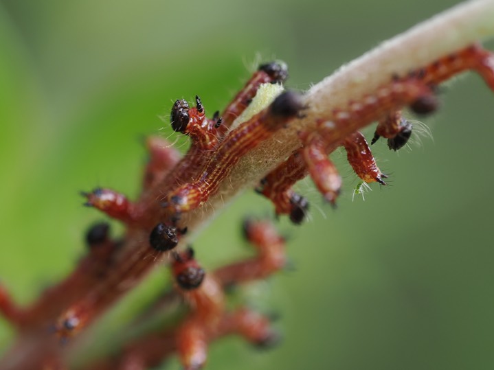 small caterpillar15