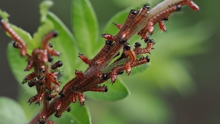 small caterpillar9