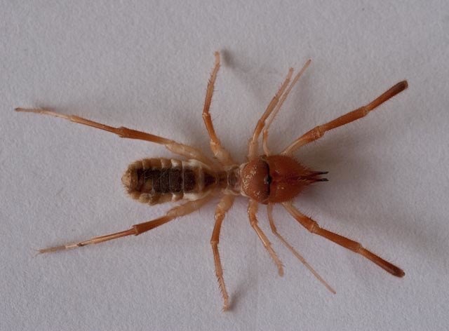 Solifugae - (unid - 2)