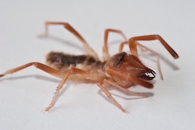 Solifugae - Unid 3