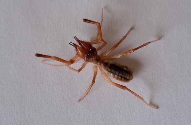 Solifugae - unid 4
