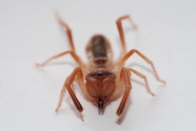Solifugae - unid 5