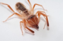 Solifugae (unid.)