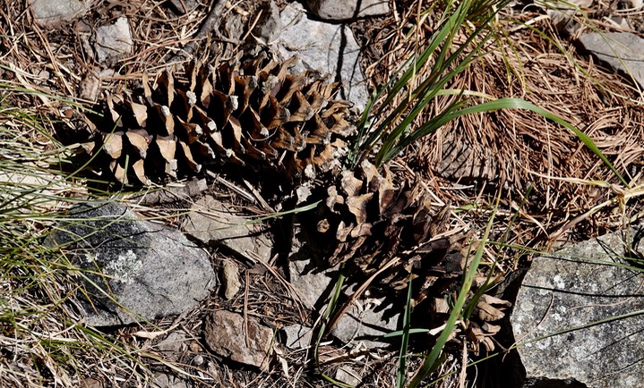 Pinus strobiformis (or syn: reflexa), Southwest White Pine