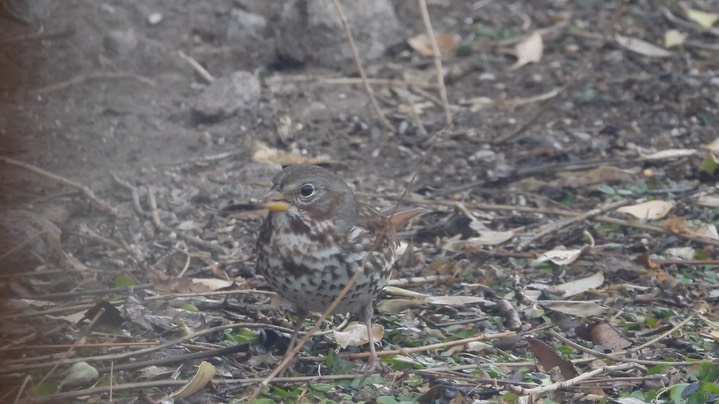 Sparrow, Fox 1