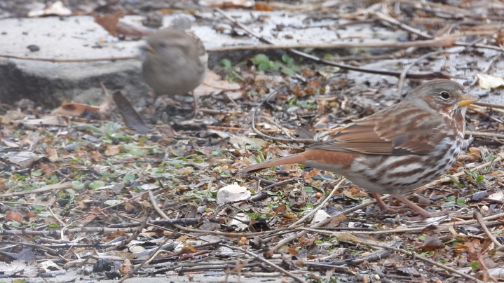 Sparrow, Fox 2
