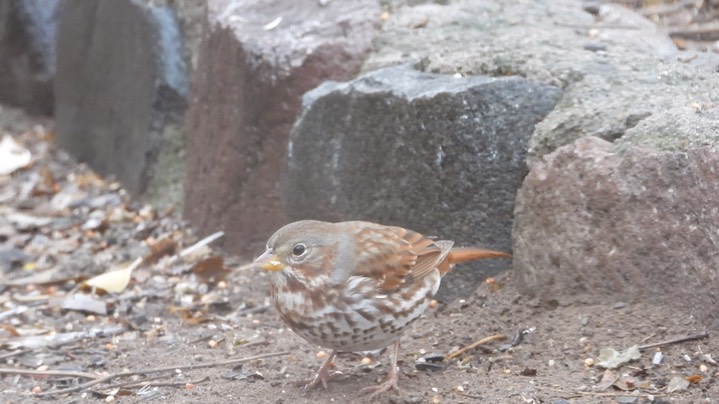 Sparrow, Fox 3