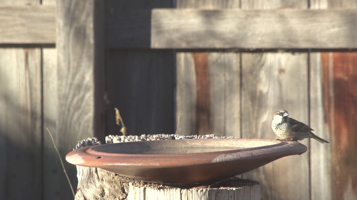 Sparrow, House (Hillsboro, New Mexico Dec 2018)a