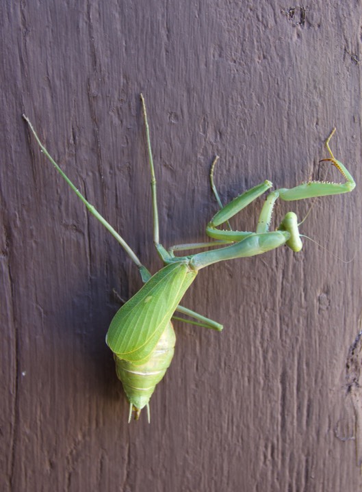 Stagmomantis limbata, Bordered Mantis Female