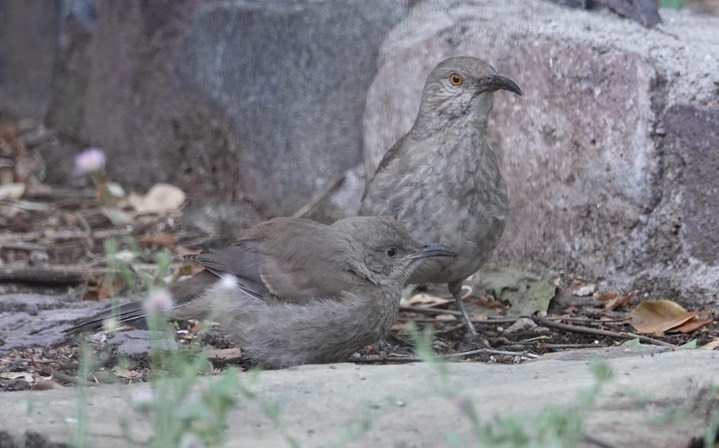 Thrasher, Curve-billed=adult and young,  Hillsboro