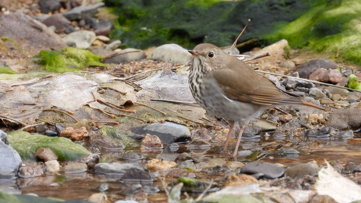 Thrush, Hermit - New Mexico 2022 c