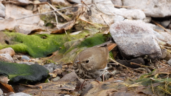 Thrush, Hermit - New Mexico 2022 a