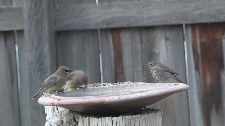 Thrush, Hermit (Hillsboro , New Mexico Dec 2018)d