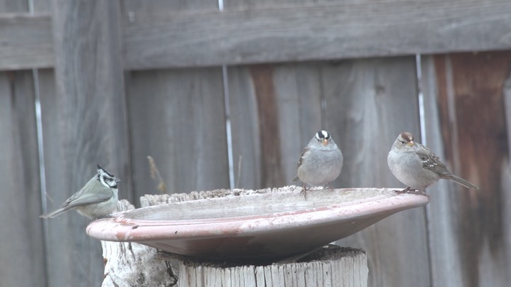 Titmouse, Bridled (Hillsboro, NM Dec 2018) a