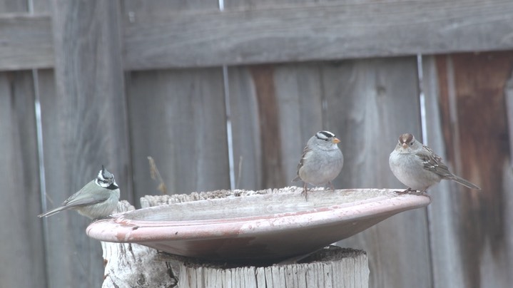 Titmouse, Bridled (Hillsboro, NM Dec 2018) b