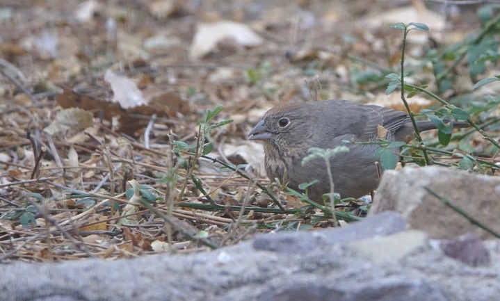 Towhee, Canyon - Melozone fusca - Hillsboro, NM