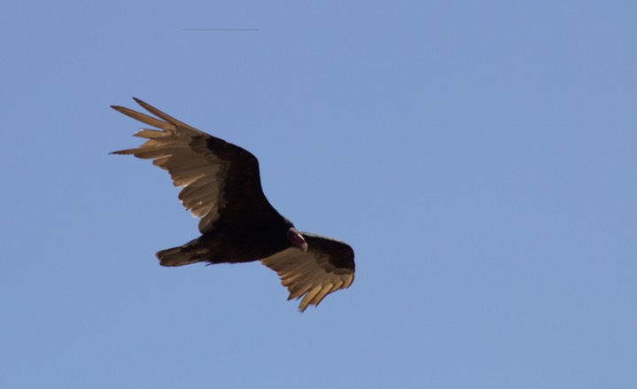Turkey Vulture at Vulture Road