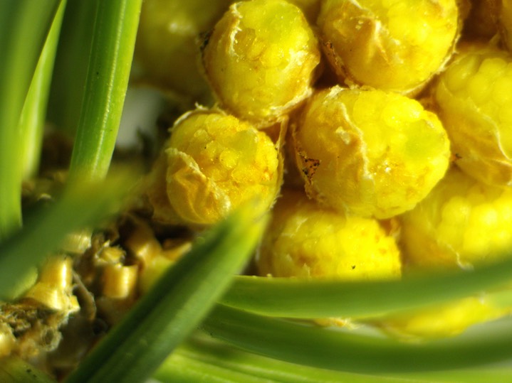 Two-needle Pinyon cones