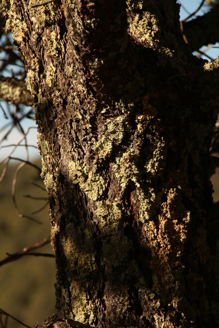 Two needle Pinyon Pine 152 w of Kingston