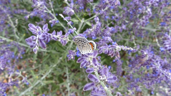 ui=2&ik=331064e97f&view=att&th=14701be5ee9ade44&attid=0.1