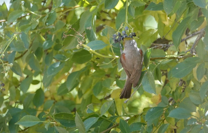 Verdin7-4a
