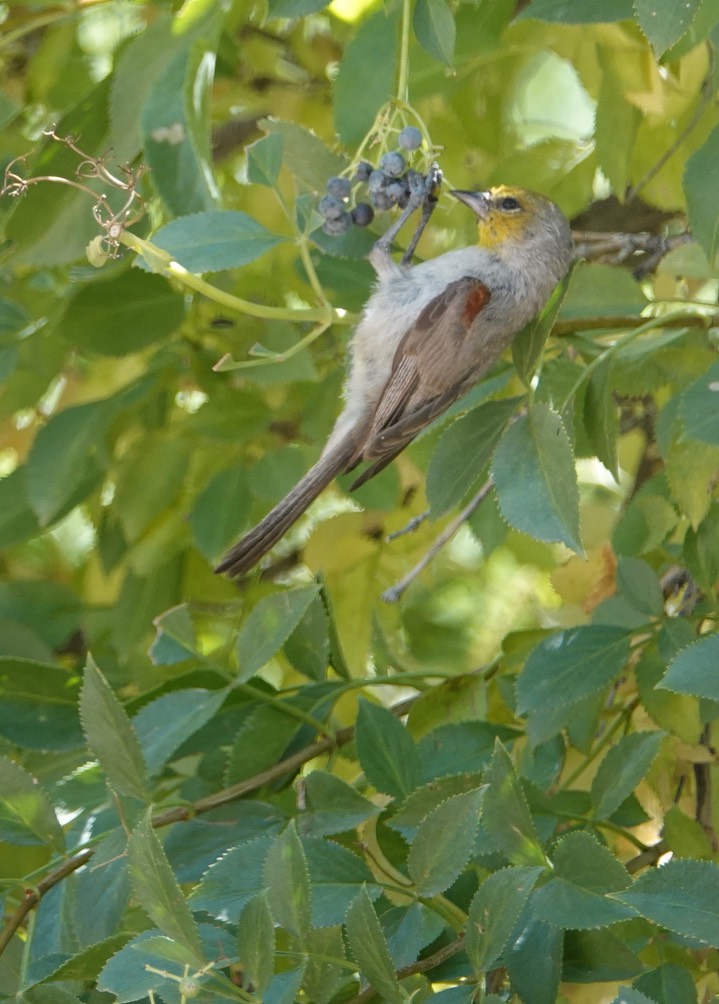 Verdin7-4b